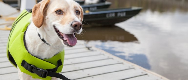 hundeschwimmwesten test, schwimmweste hund