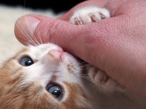 katzenbabys-kaufen-ratgeber