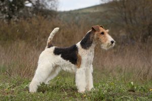 drahthaar foxterrier