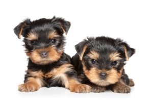 zwei Yorkshire-Terrier-Mix welpen