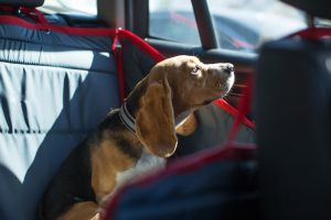 hundeboxen test, hundetransportbox