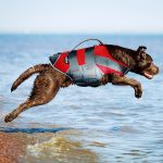 Schwimmwesten für Hunde-Test 