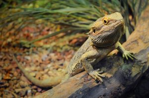 terrarium reptilien