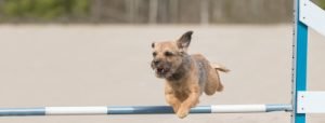 Border Terrier springt über Hindernis