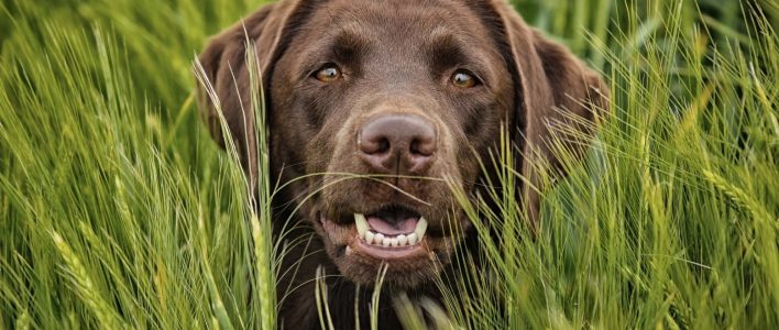 brauner labrador im gras