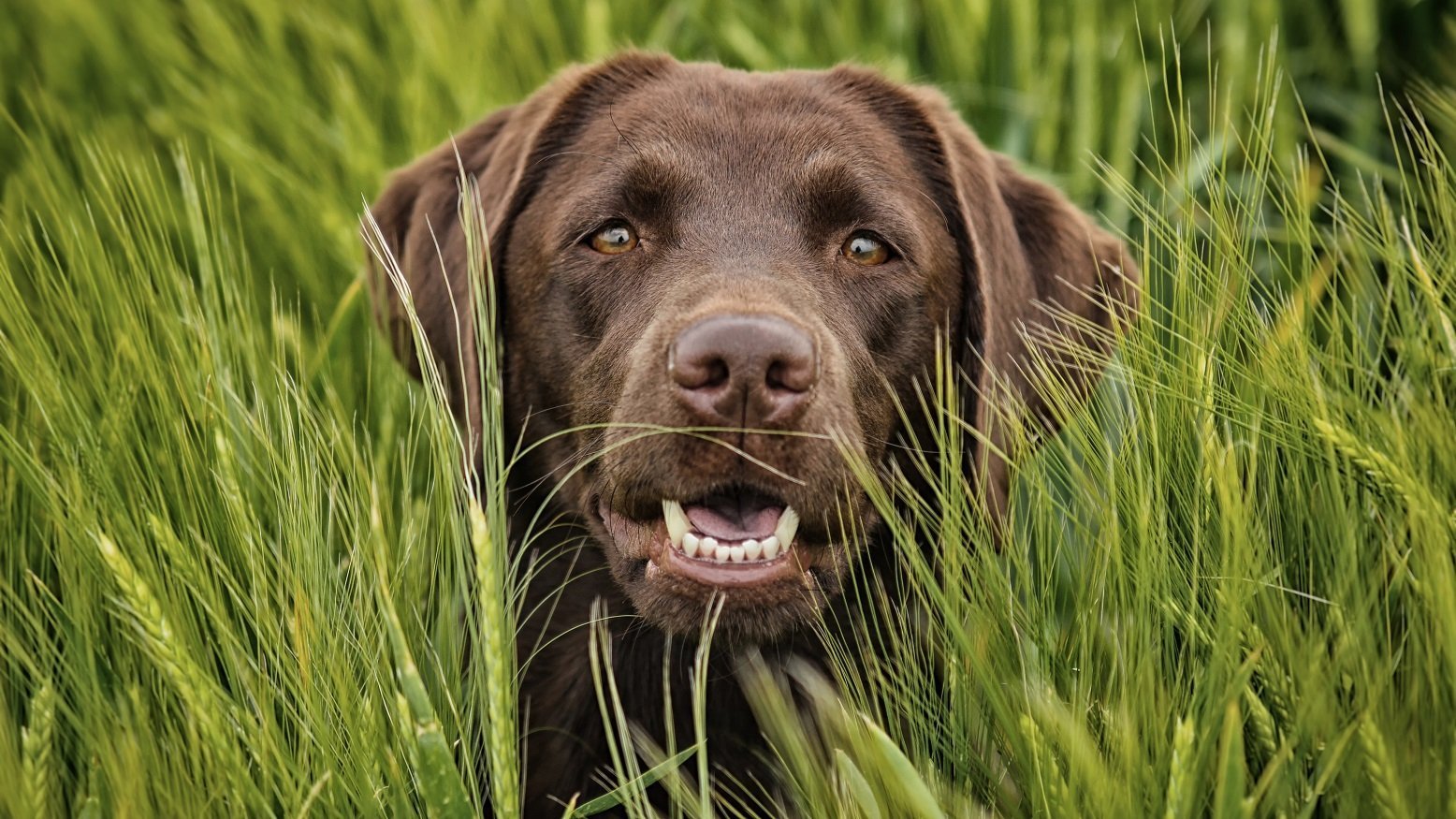 brauner labrador im gras