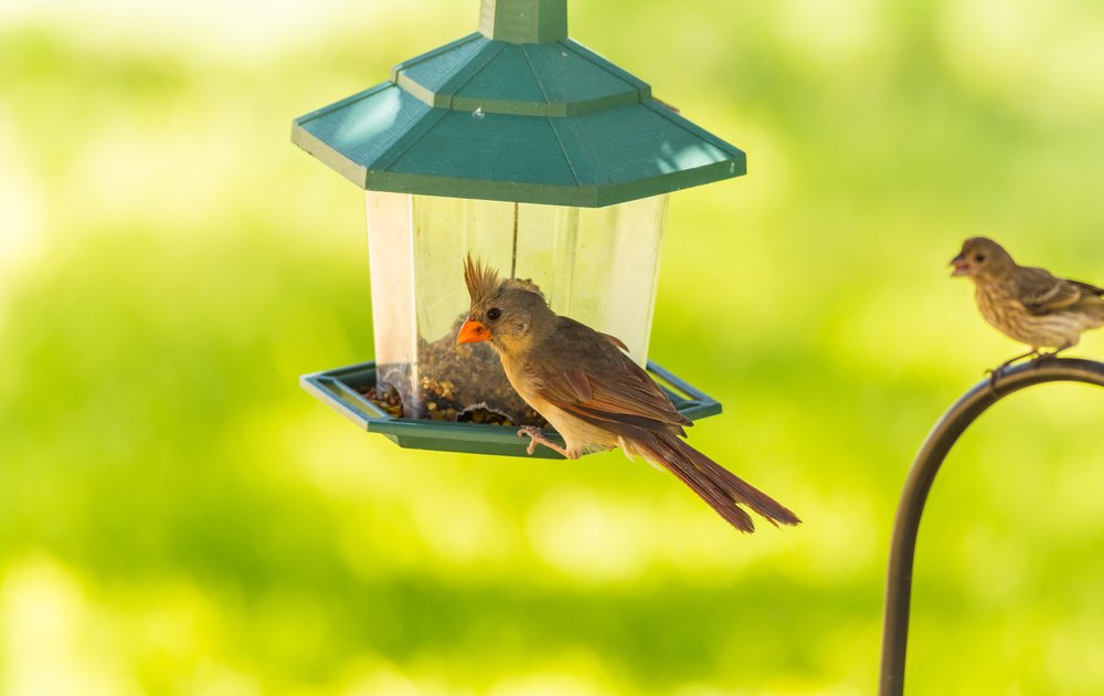 Vogelhaus Test & Vergleich welche Modelle überzeugen? & Vergleich