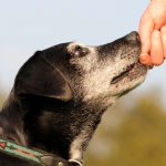 hunde-ergaenzungsfutter-test