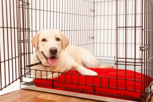 hundeboxen test, hundetransportbox