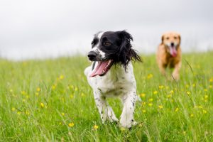 Hundefutter als Energielieferant