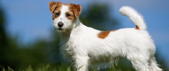 jack russel terrier steht auf einer wiese