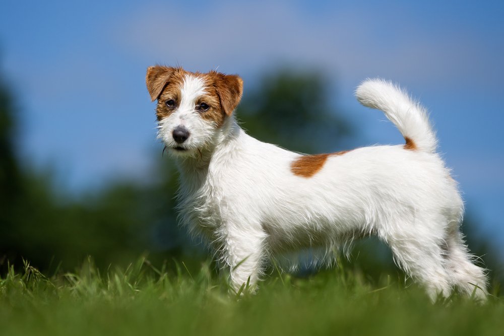 jack russel terrier steht auf einer wiese