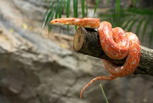 kornnatter auf baumstamm