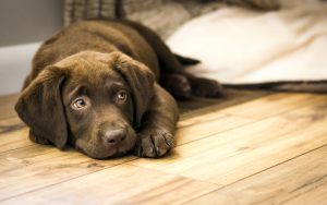 hundebett labrador