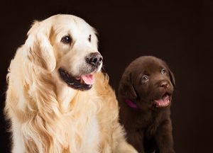 Labrador Golden Retriever und dunkelbrauner Welpe 