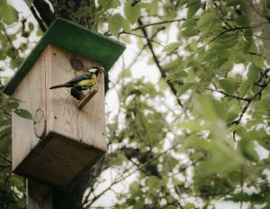 vogelnistkasten sitzstange