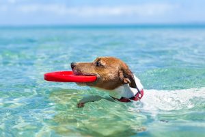 Schwimmwesten für Hunde-Test 