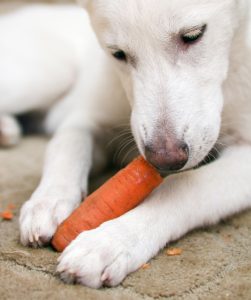 getreidefreies hundefutter-test, hundefutter ohne getreide test