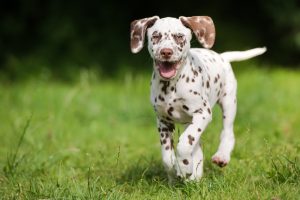 getreidefreies hundefutter-test, hundefutter ohne getreide test