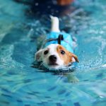 Schwimmwesten für Hunde-Test 