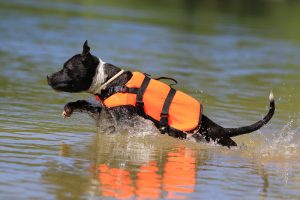 Schwimmwesten für Hunde-Test 