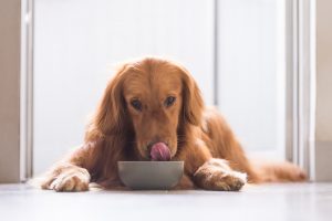 getreidefreies hundefutter-test, hundefutter ohne getreide test