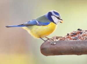 vogelhaus test, vogelhaeuser, vogelfutter