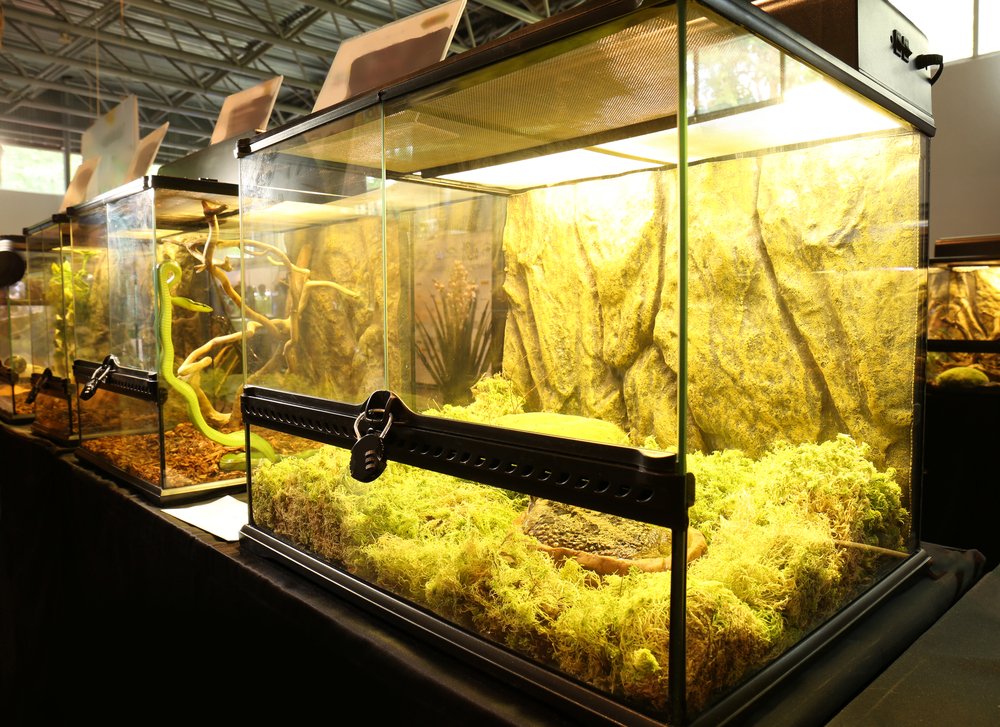 Wie Viel Kostet Ein Terrarium Für Schildkröten Terrarium Test & Vergleich - welche Modelle überzeugen? & Vergleich