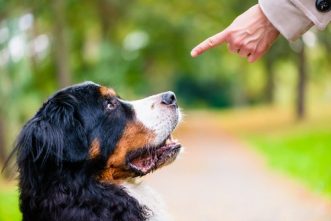 Berner Sennenhunde sollten stets mit Einfühlungsvermögen erzogen werden.