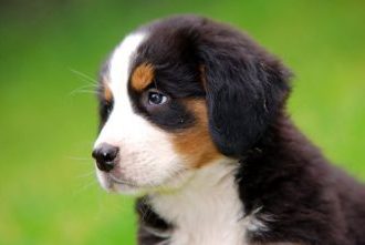 Berner Sennenhund Welpen kaufen