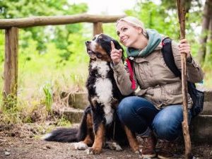 Wandern mit Berner Sennenhunden