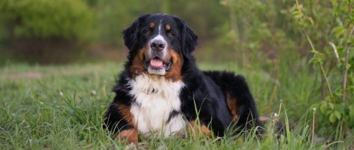 Berner Sennenhund Alles Uber Verhalten Pflege Und Anschaffung