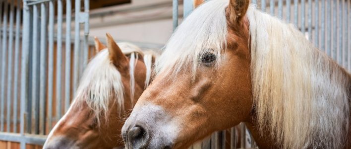 haflinger pferde