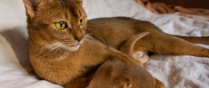 Abessinierkatze Die Katze Mit Dem Besonderen Tick Das