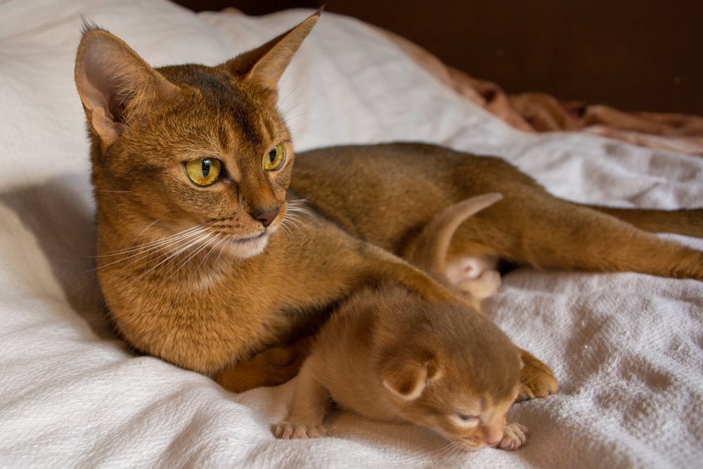 Abyssinian katze Auto Sonnenschutz, Abyssinian katze