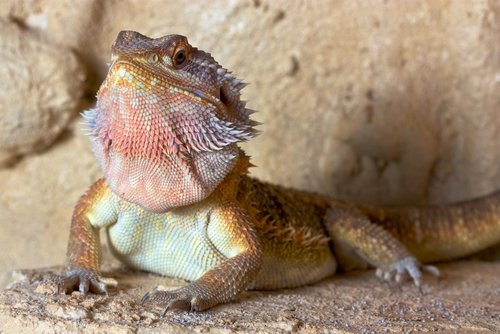 Bartagame: Dies sollten Sie über die kleinen Drachen im Terrarium wissen - Bartagame Wueste