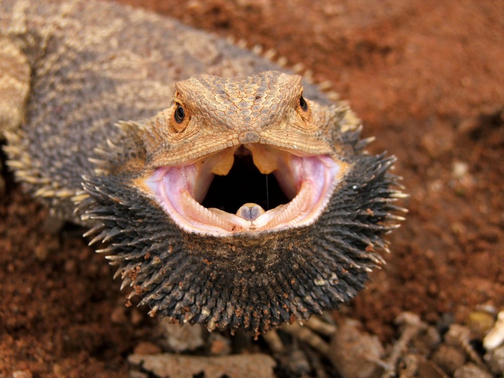 Bartagame: Dies sollten Sie über die kleinen Drachen im Terrarium wissen - Bartagame Drohen Maennchen