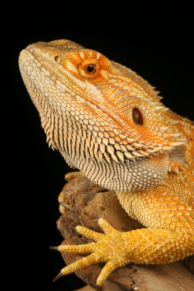 Bartagame: Dies sollten Sie über die kleinen Drachen im Terrarium wissen - Bartagame Farben Gelb 624x936