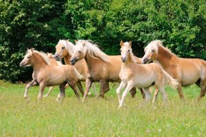 Haflinger Kaltblutpferde auf der Weide