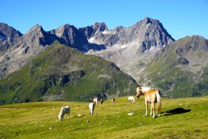 haflinger gebirgspferd