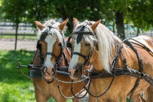 haflinger als zugpferde