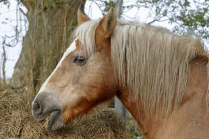 heu haflinger