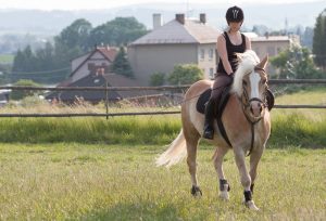 Haflinger als Reitpferd und Reiterin mit Zubehör zum Reiten