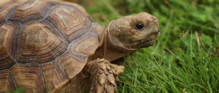 schildkroete auf wiese