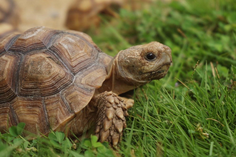 schildkroete auf wiese