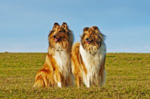 Langhaar Rough American Collie