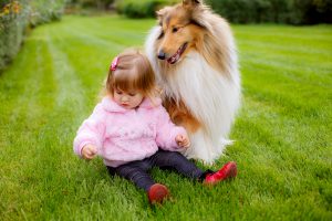 Langhaarcollie lieb mit Kindern Fimilie