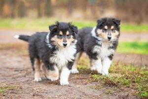 Welpe Collie kaufen