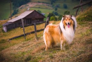 Hütehund Rasse Collie langhaar informationen