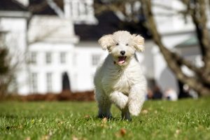 Labradoodle, Pudelmischling, Pudelmix